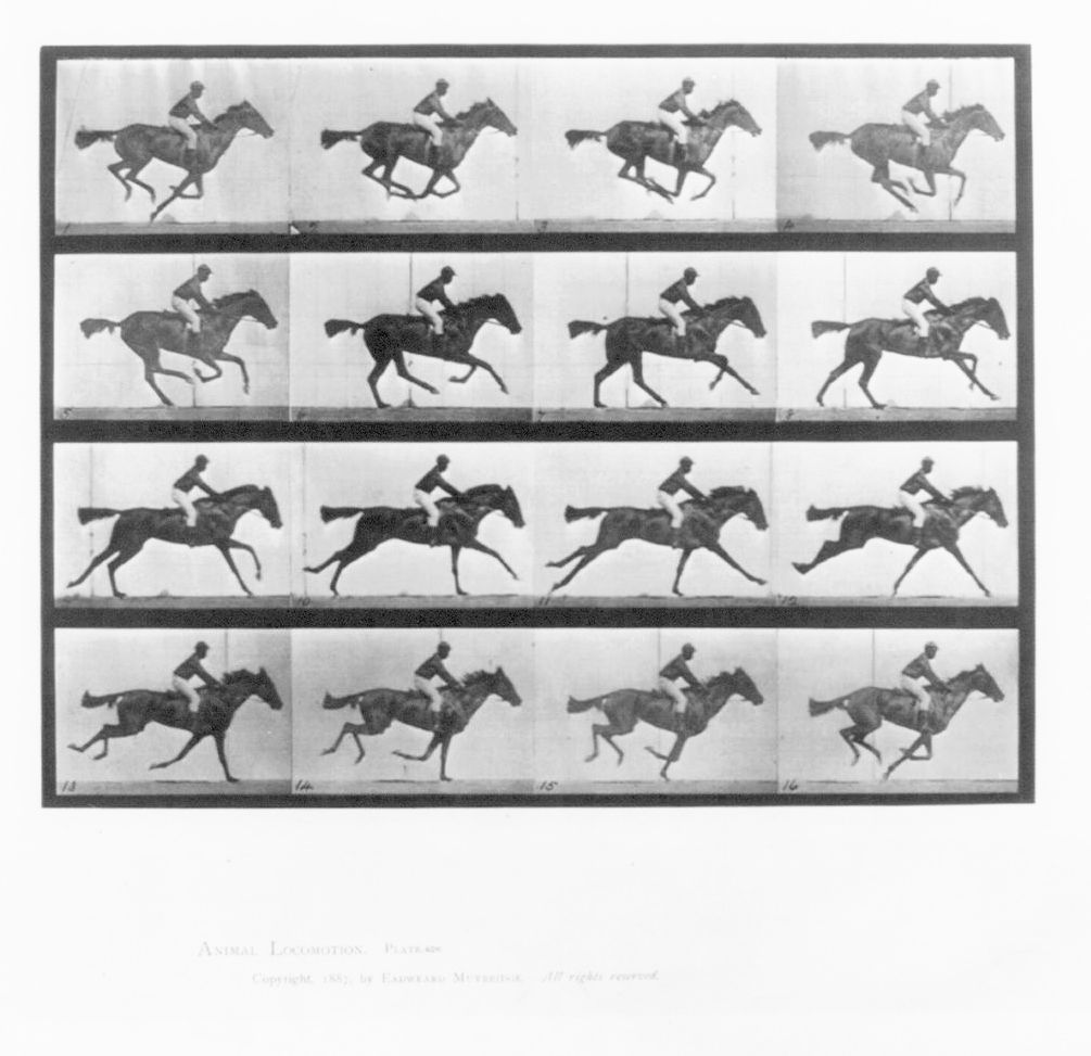 Stop motion photo; race horse locomotion. Scan of 2 d images in the public domain believed to be free to use without restriction in the US.